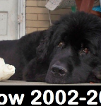 Willow 2002-2015